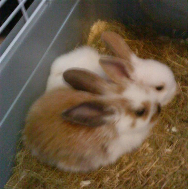 Kanin Lucky R.I.P! billede 1