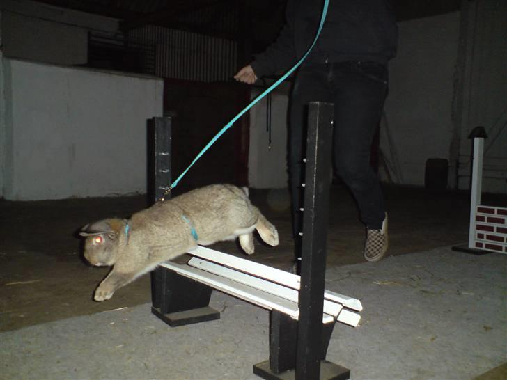 Kanin Nakupenda Sunberry billede 7