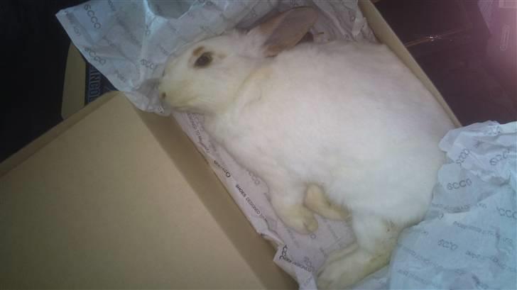 Kanin Lucky R.I.P! billede 2