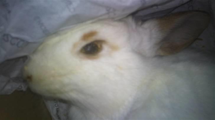 Kanin Lucky R.I.P! billede 3