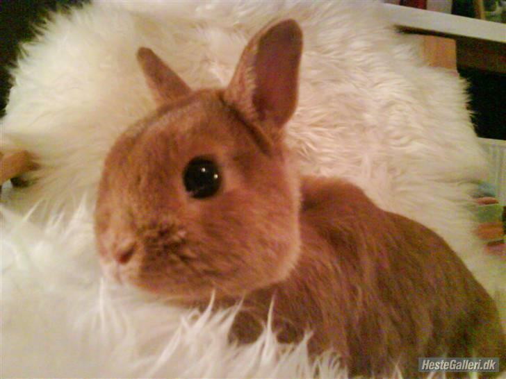 Kanin Just Prince  Ønie Forever - Ønie<3 billede 1