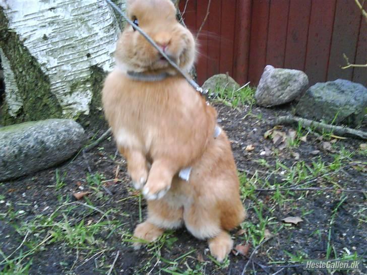 Kanin Just Prince  Ønie Forever - Stejle:) billede 2