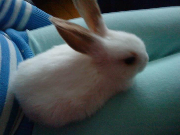 Kanin Lucky R.I.P! billede 5
