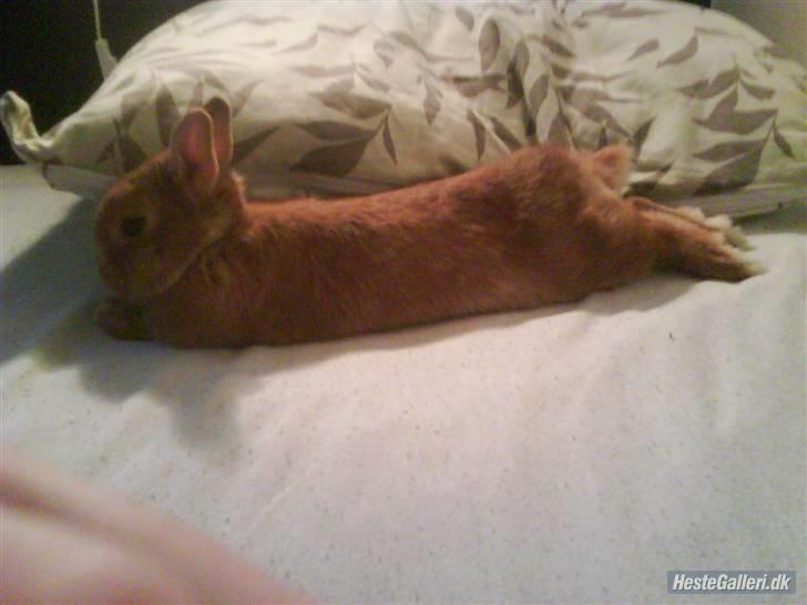 Kanin Just Prince  Ønie Forever - slapper af efter springning:) billede 3