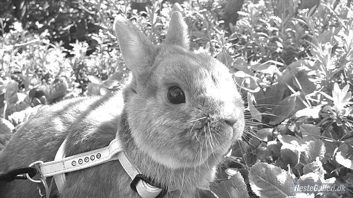 Kanin Just Prince  Ønie Forever - smukke ønie!<3 billede 4