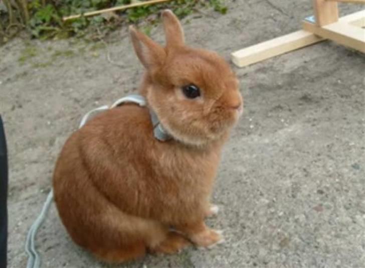 Kanin Just Prince  Ønie Forever billede 5