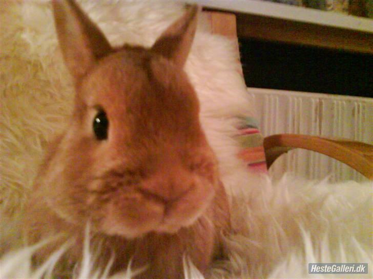 Kanin Just Prince  Ønie Forever - søde ønie:D billede 6