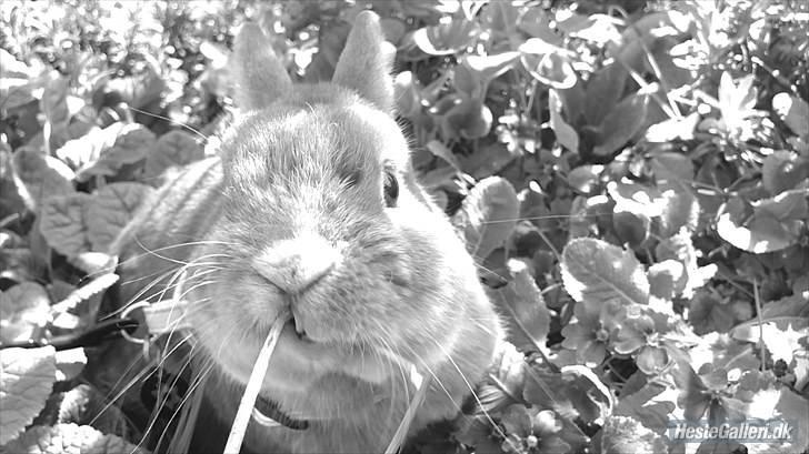 Kanin Just Prince  Ønie Forever - er det ikke nogle fine bisser jeg har?:D billede 7