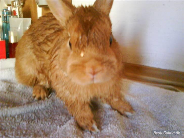 Kanin Just Prince  Ønie Forever - ønie efter bad , der er ikke noget han elsker mere end det! billede 8