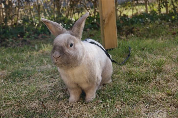 Kanin Guffe <3  † billede 4