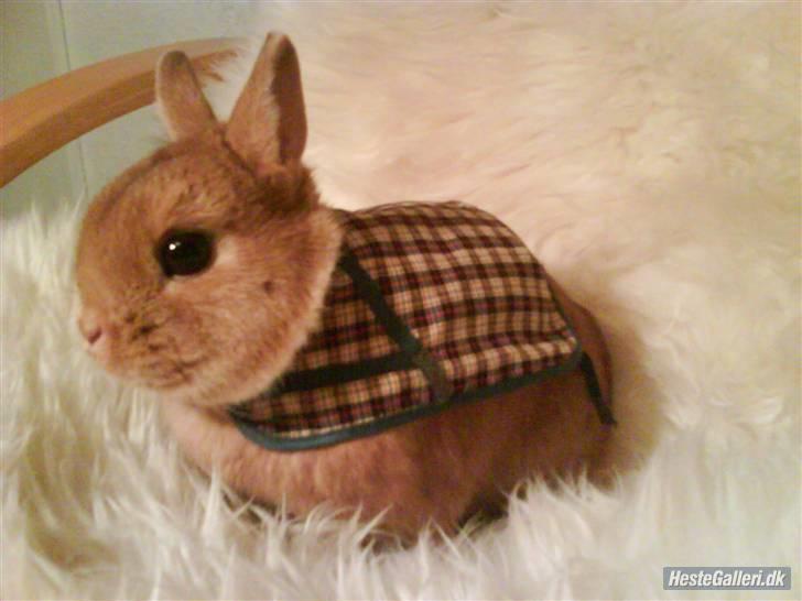 Kanin Just Prince  Ønie Forever - ønie med dækken:) billede 9