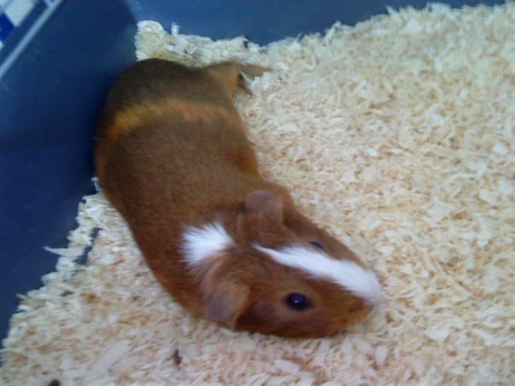 Marsvin Perle<3 - Jeg slapper af :) billede 1