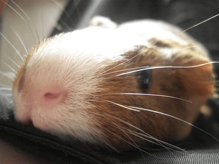 Marsvin Perle<3 - Synes bare det billede er så godt! :D billede 2