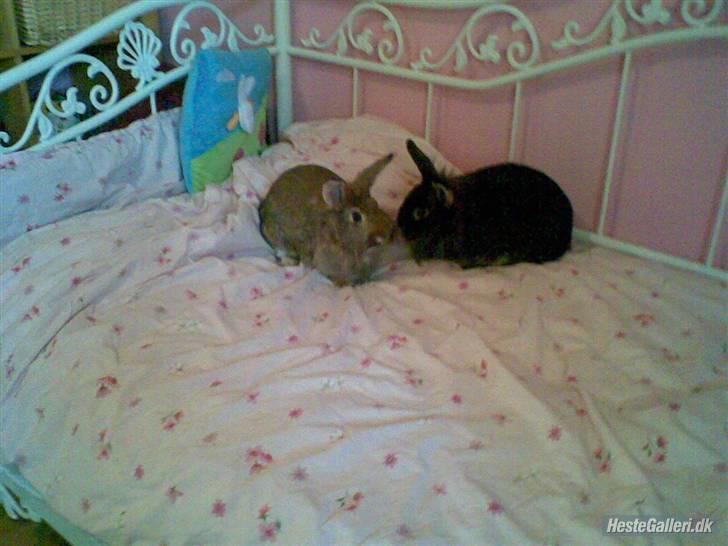 Kanin Piv <´3 - Piv og Tot i min seng<3:D -et lidt gammelt billed :o) FEBRUAR 2008 *Foto: Mig :D* billede 7