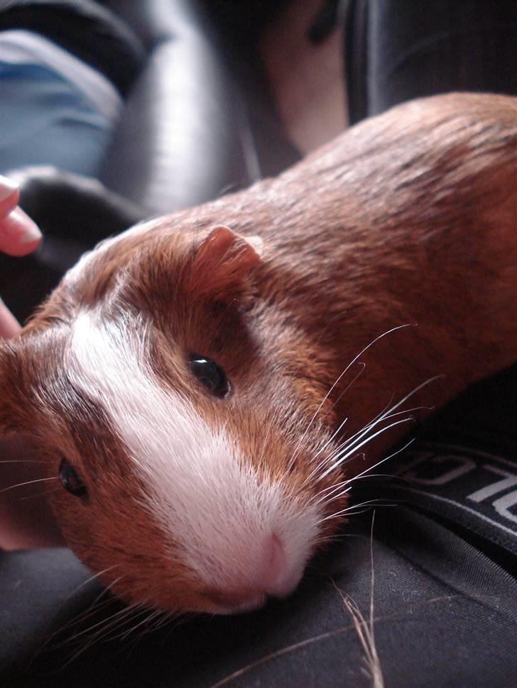 Marsvin Perle<3 - Perlen<3 smukkere end den smukkeste! billede 3