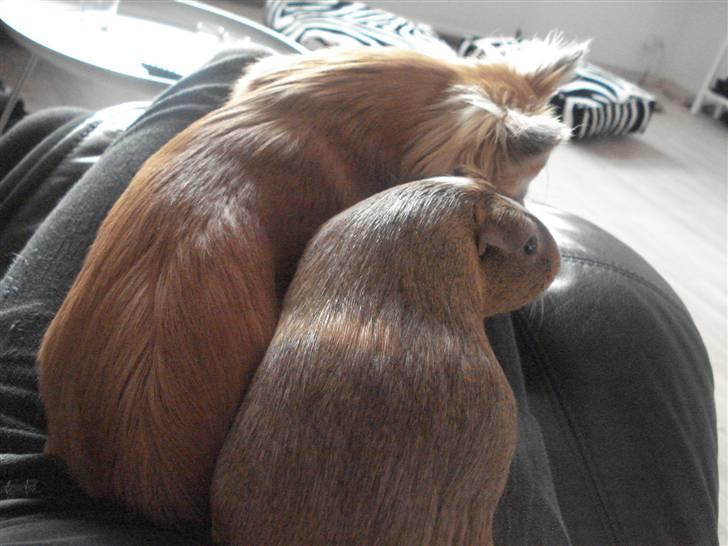 Marsvin Perle<3 - Perle og vores hund Zia, de er bedste veninder :) billede 4