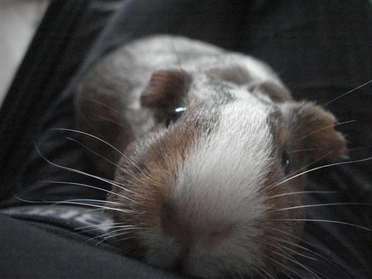 Marsvin Perle<3 billede 5