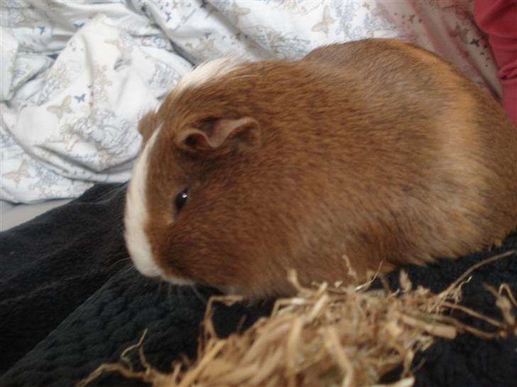 Marsvin Perle<3 - En dag før hun fødte :) billede 6