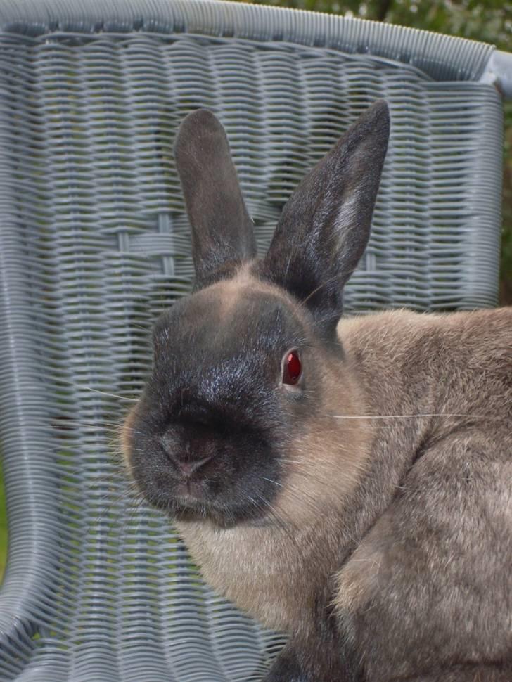 Kanin Guf´s Mikkel billede 1