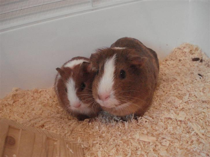 Marsvin Perle<3 - Sammen med en af sine sønner, Chrille<3 billede 7