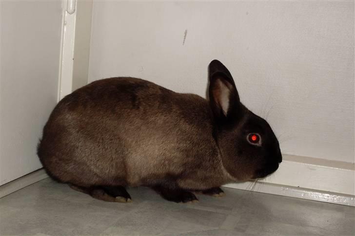 Kanin Guf´s Mikkel billede 2