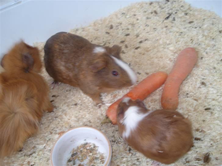 Marsvin Perle<3 billede 8