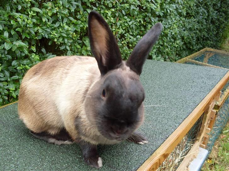 Kanin Guf´s Mikkel billede 3