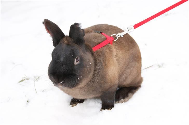 Kanin Guf´s Mikkel billede 4