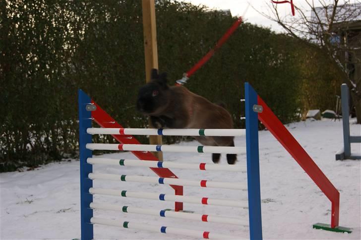 Kanin Guf´s Mikkel billede 5