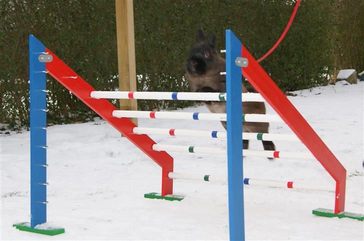 Kanin Guf´s Mikkel billede 6