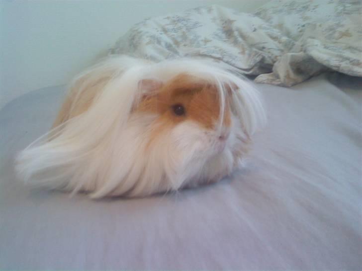 Marsvin Golden Delicious R.I.P billede 1