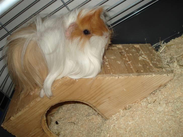 Marsvin Golden Delicious R.I.P billede 2