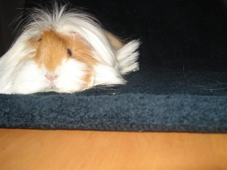 Marsvin Golden Delicious R.I.P billede 3