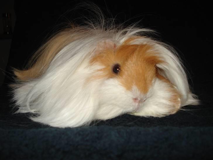 Marsvin Golden Delicious R.I.P billede 4