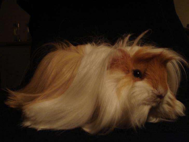 Marsvin Golden Delicious R.I.P billede 5