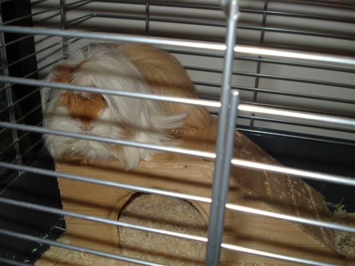 Marsvin Golden Delicious R.I.P billede 6