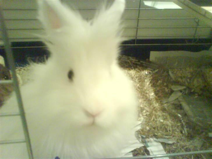 Kanin Kiara billede 1