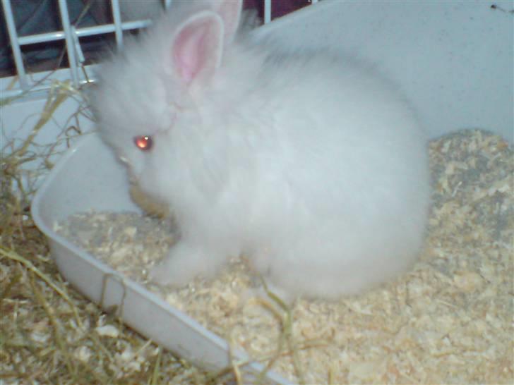 Kanin Kiara billede 2