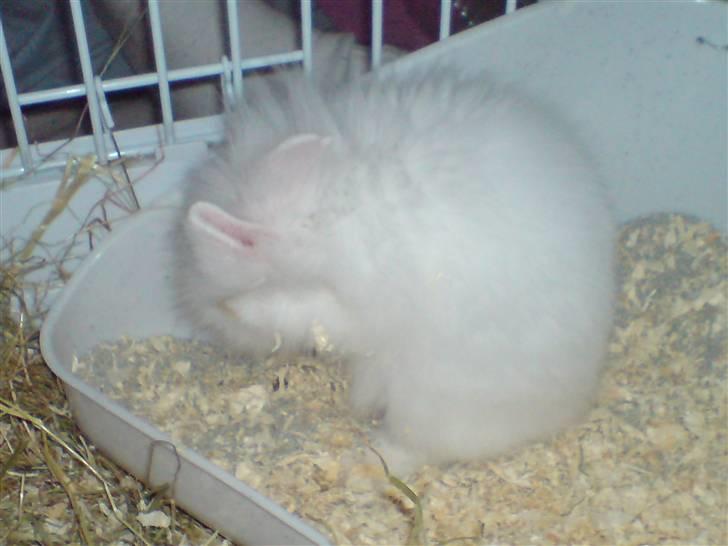 Kanin Kiara billede 3