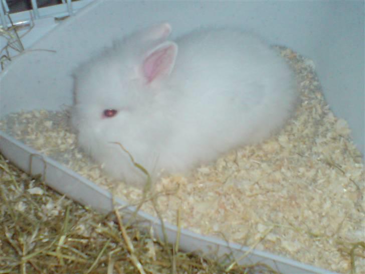 Kanin Kiara billede 4