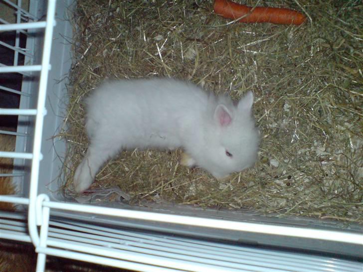 Kanin Kiara billede 5