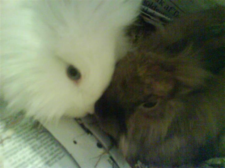 Kanin Kiara - Kiara sammen med sin bedste ven Nala, som desværre døde sidste år. billede 6