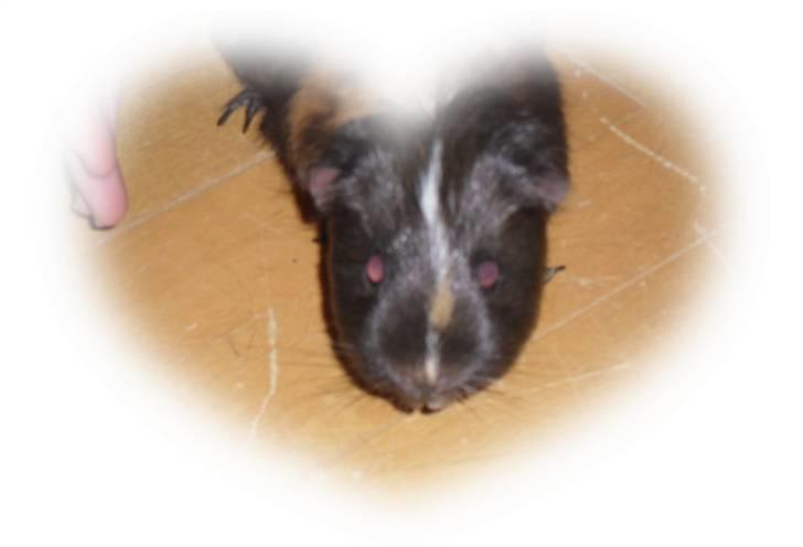 Marsvin trunte billede 1