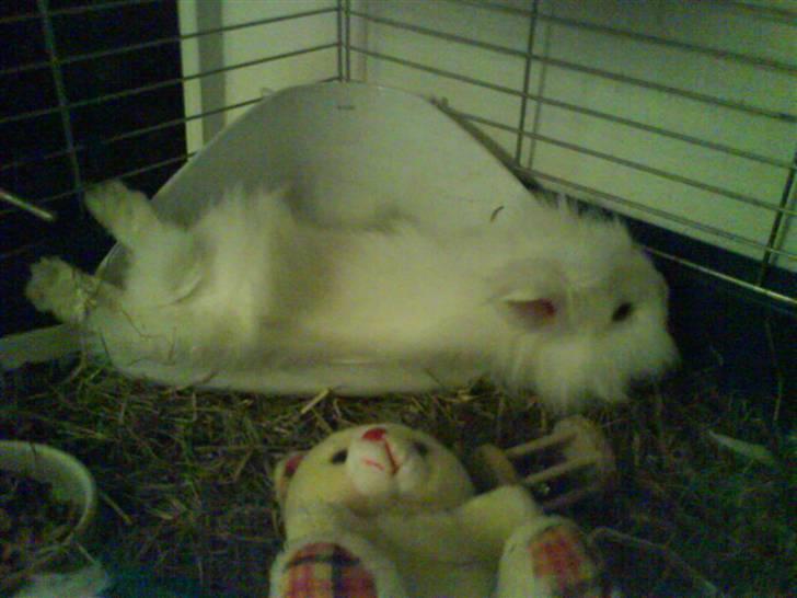 Kanin Kiara billede 7