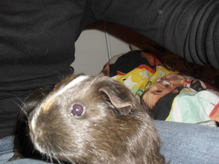 Marsvin trunte billede 2