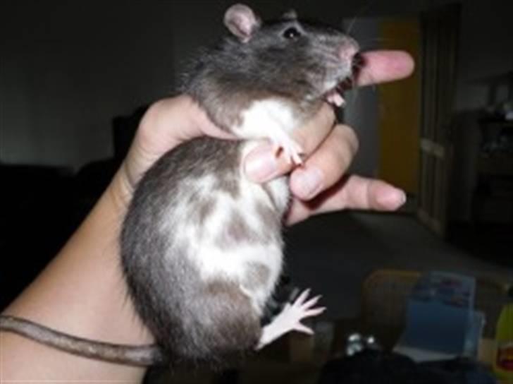 Tamrotte Baby RIP billede 1