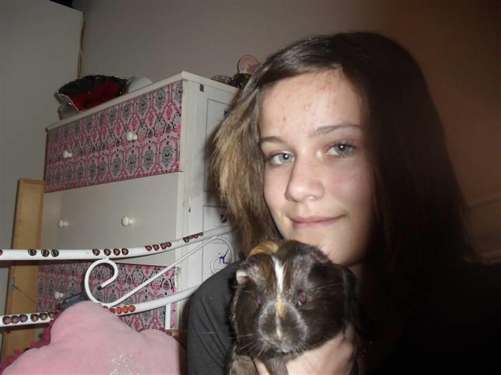 Marsvin trunte billede 3