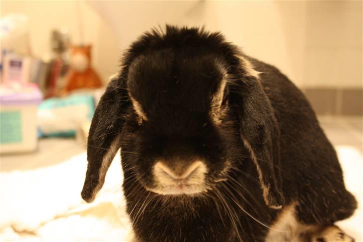 Kanin Nuller billede 1