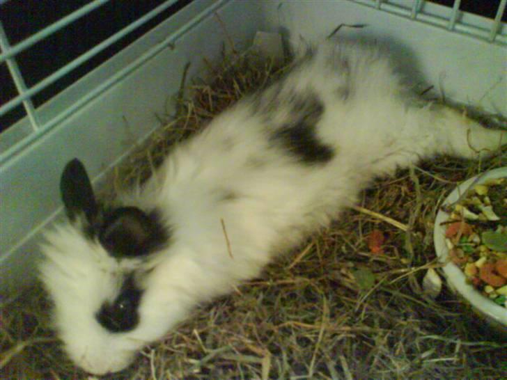 Kanin Bøh billede 1