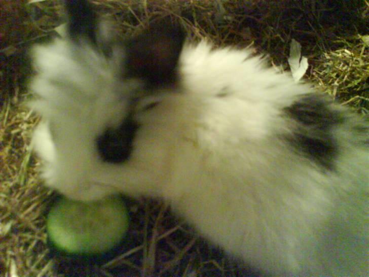 Kanin Bøh billede 2